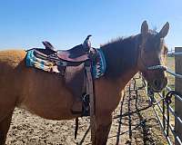 dun-factor-trail-riding-quarter-horse