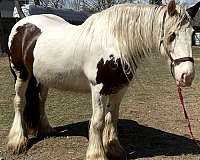 barefoot-drum-horse