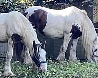 comes-drum-horse