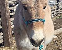 fjule-mule