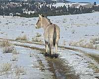 norwegian-fjord-mule