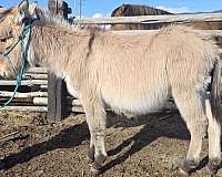 fjule-horse