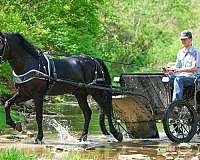 trail-class-competit-friesian-horse