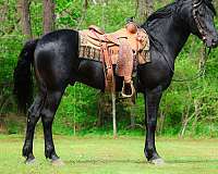 black-trail-class-competit-horse