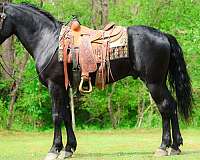 trail-class-competit-stallion