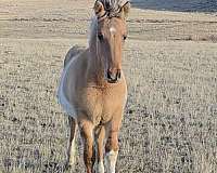 pinto-fjord-horse