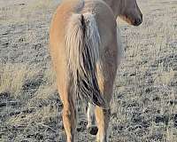 friendly-fjord-horse