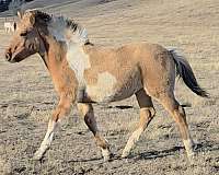 yearling-fjord-horse