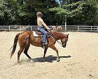 star-strip-hind-white-sock-horse