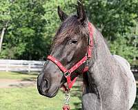 all-quarter-horse