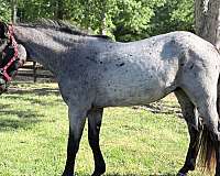 around-quarter-horse