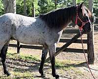 back-quarter-horse