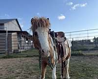 miniature-gelding