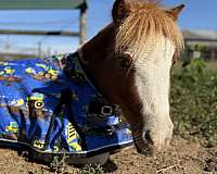 miniature-pony-for-sale