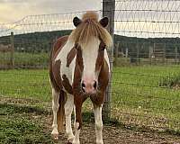 miniature-pony