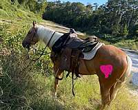 pha-horse