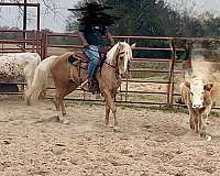 started-sorting-horse