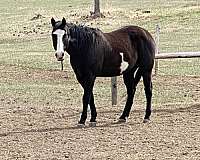 apha-black-gelding
