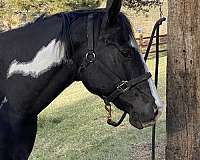 black-overo-white-horse