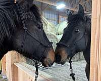 quarter-horse-for-sale