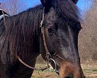 quarter-horse