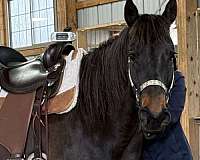 quarter-horse-mare