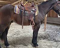 gaited-racking-horse