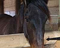 friesian-racking-horse