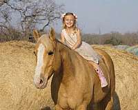 ranch-show-donkey-palomino-donkey
