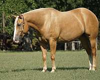 palomino-ranch-show-donkey