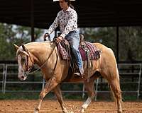 ranch-show-donkey