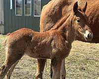 draft-driving-draft-horse