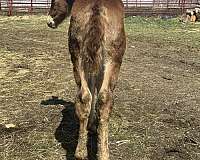 draft-driving-filly