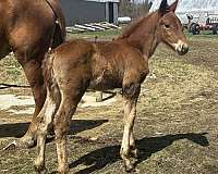 chestnut-draft-driving-horse