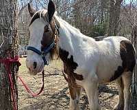 tobiano-draft-halter-horse