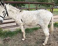overo-breeding-donkey