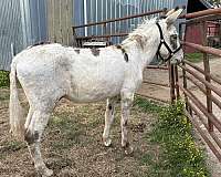 overo-flashy-donkey