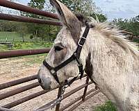 overo-stallion-donkey