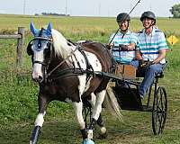 gypsy-vanner-pony-for-sale