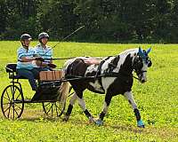 gypsy-vanner-pony