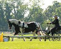 gypsy-vanner