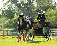 gelding