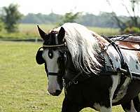 cross-pony