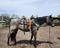 all-around-quarter-horse