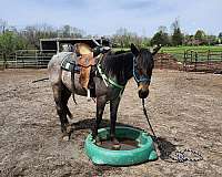 flashy-quarter-horse