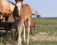 white-face-three-socks-horse
