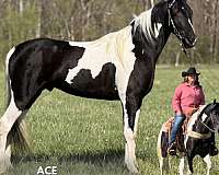 all-spotted-horse