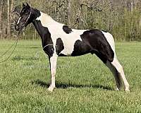 buy-now-spotted-horse