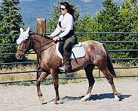 appaloosa-friesian-mare-stallion