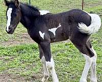 appaloosa-mare
